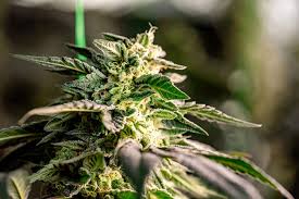 Exploring the Marvels of Granddaddy Purple Autoflower