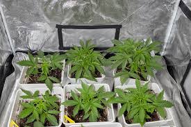 Exploring the Marvels of Granddaddy Purple Autoflower